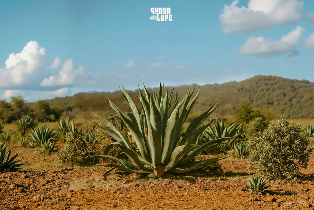 Campo de agave no México